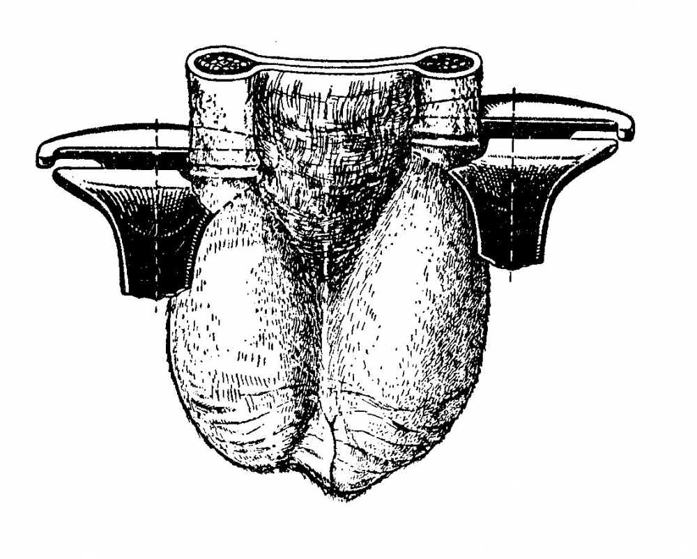 PINCE A CASTRER – Image 2