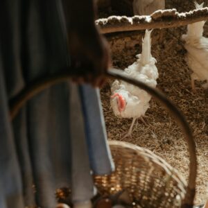 Poule pondeuse