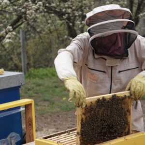 Apiculture