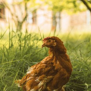 Poulet de chair