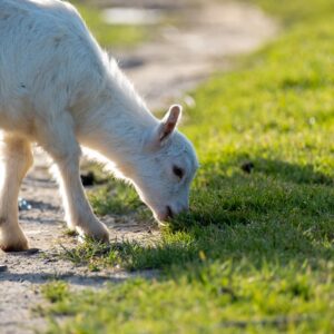 Petits animaux