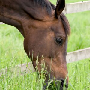 Cheval
