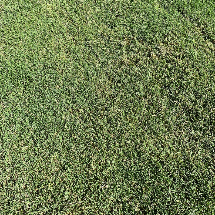 GAZON BERMUDA TIFWAY 419
