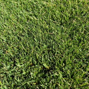 GAZON PASPALUM SEA ISLE 2000