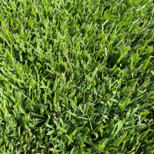 GAZON ZOYSIA EMPIRE