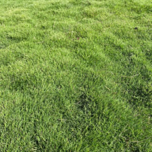 GAZON ZOYSIA GEO