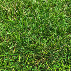 GAZON ZOYSIA ZEON