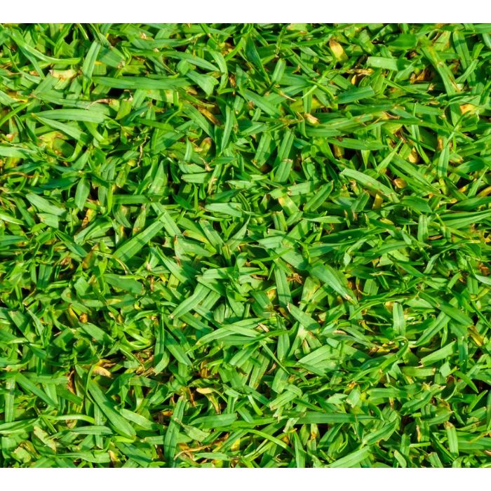 KIKUYU